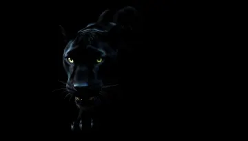 Stealthy Black Panther in the Wild 4K
