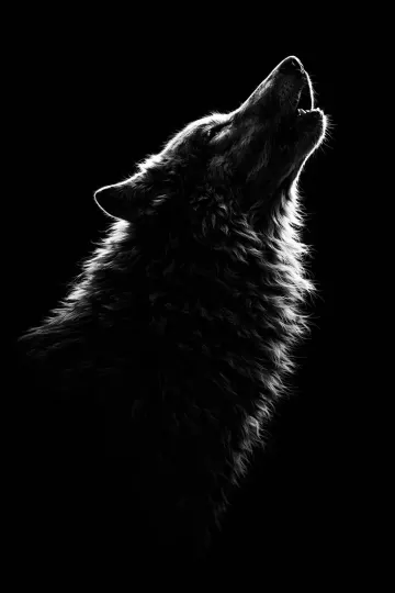 Lone Wolf – Howling Wolf Silhouette Art 4k