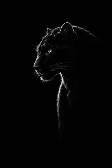 Shadow Panther mobile 4k wallpaper