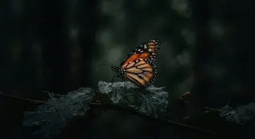 Monarch Butterfly in a Dark Setting