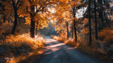 Autumn Forest Road Desktop Wallpaper | Golden Fall Trees 4K