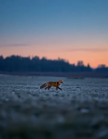 Fox in the Frost