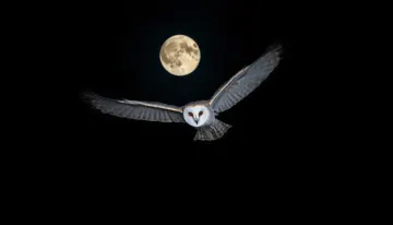 A barn owl