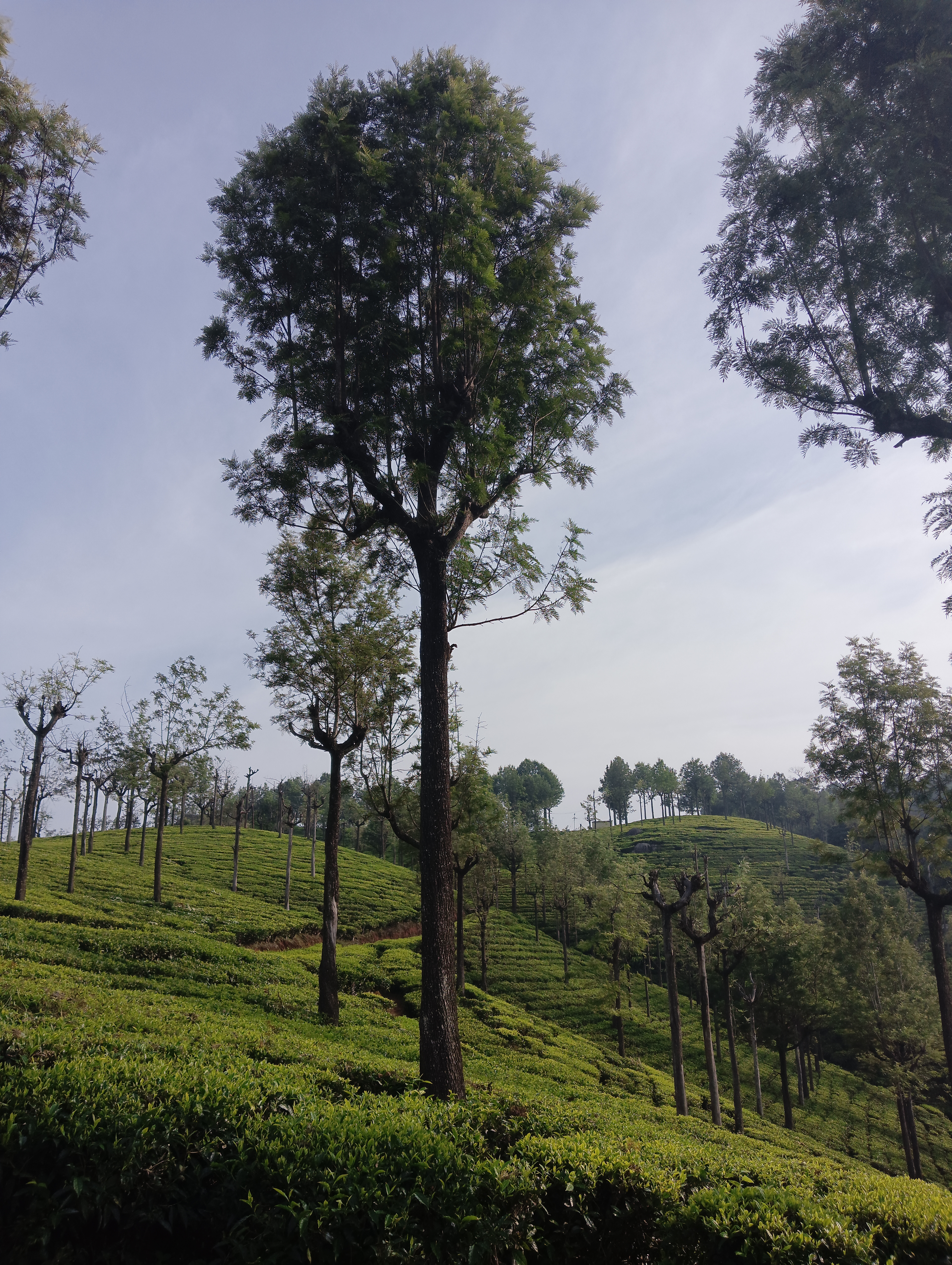 Green view