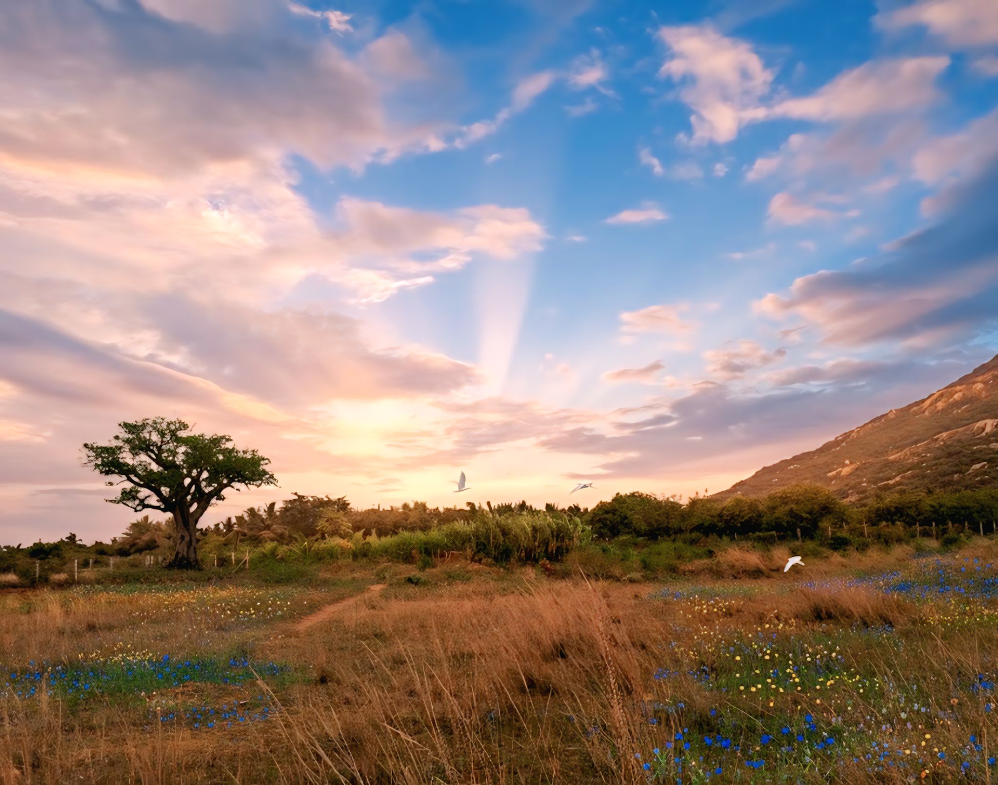 golden-hour-landscape-mountain-wildflower-field